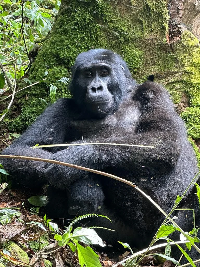 Voyage Ouganda