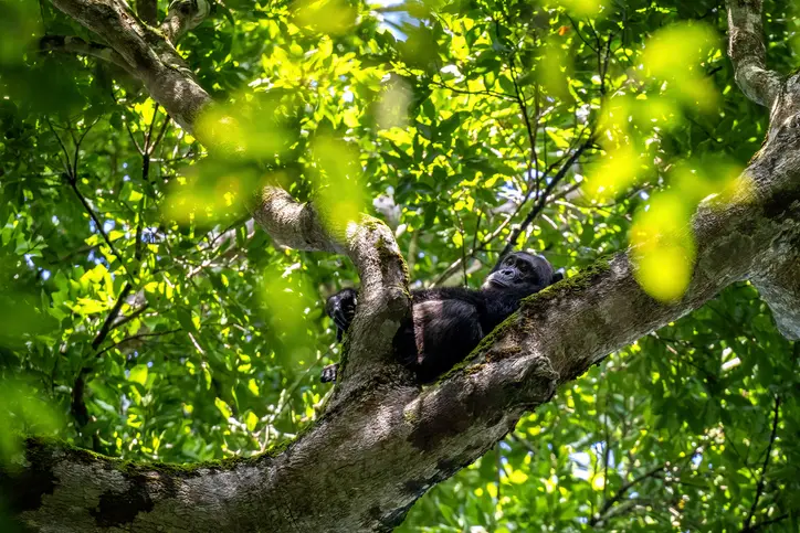 Les chimpanzés de la forêt de Kibale en Ouganda — voyage sur mesure La Voyagerie