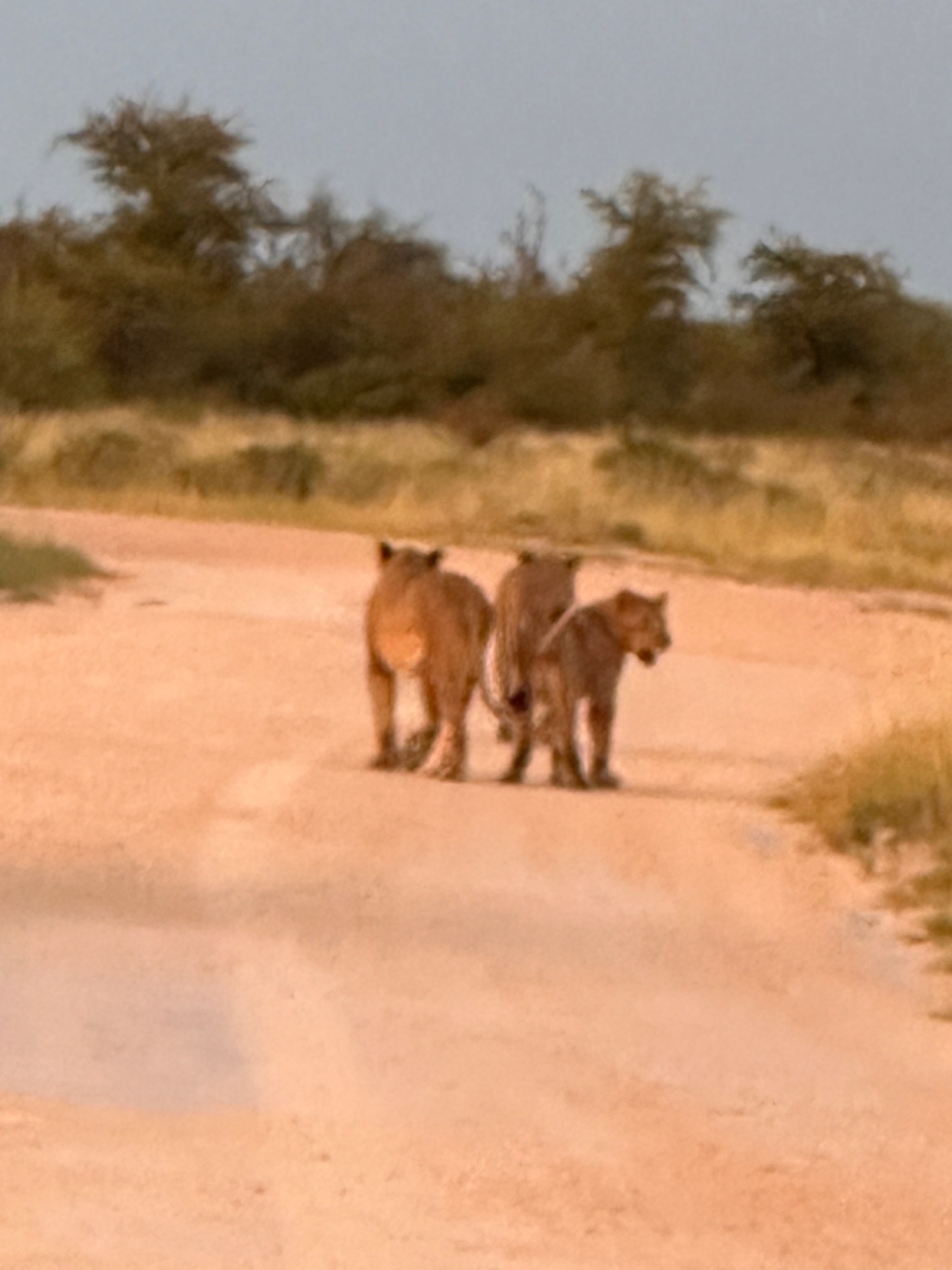 Safari à Etosha Etosha Namibie jour 8