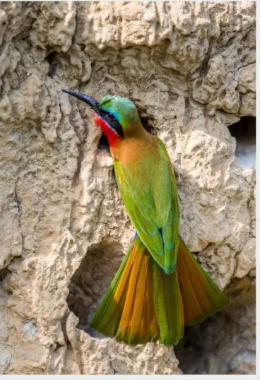 Une faune et une nature spectaculaires en Ouganda — voyage sur mesure La Voyagerie