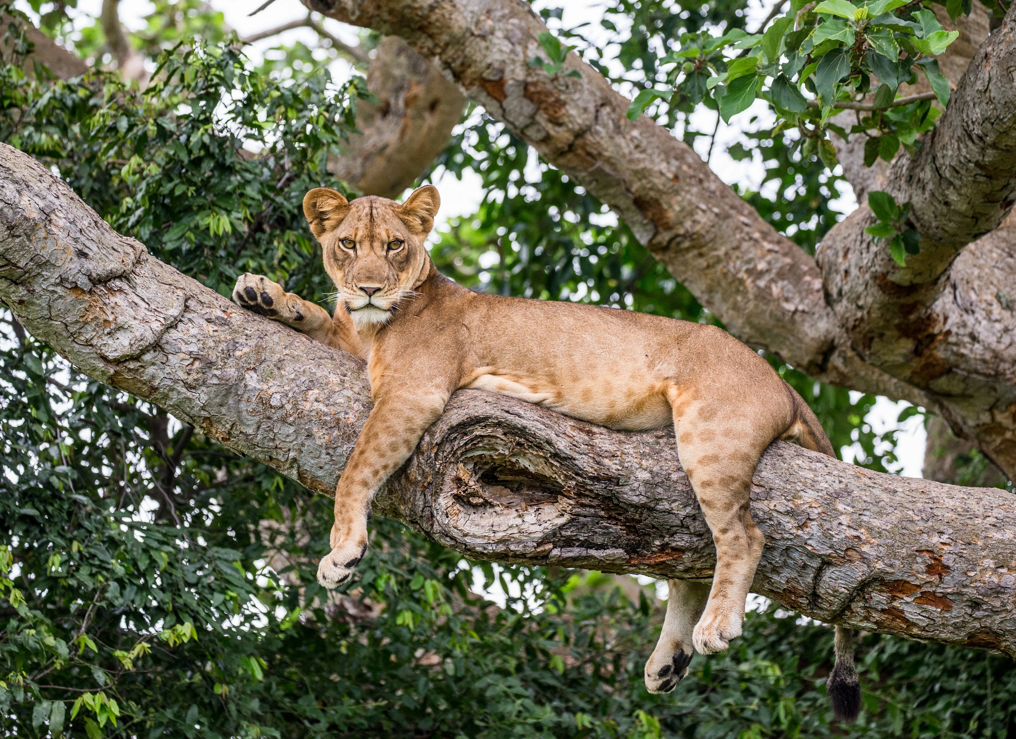 Paysage emblématique de Ouganda — voyage sur mesure La Voyagerie