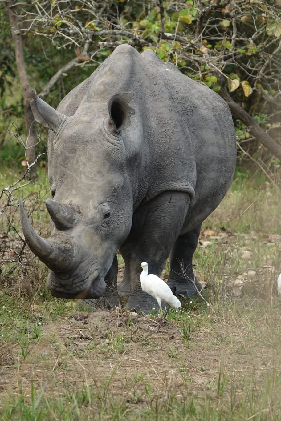 Le sanctuaire des rhinocéros de Ziwa en Ouganda — voyage sur mesure La Voyagerie